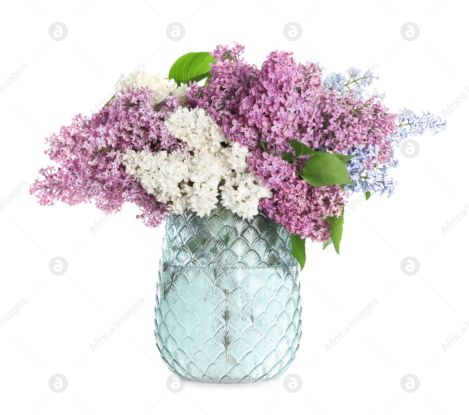 Photo of Beautiful lilac flowers in glass vase isolated on white