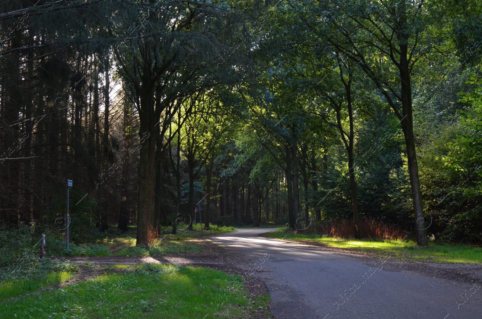 Photo of Beautiful green trees and path in park on sunny day