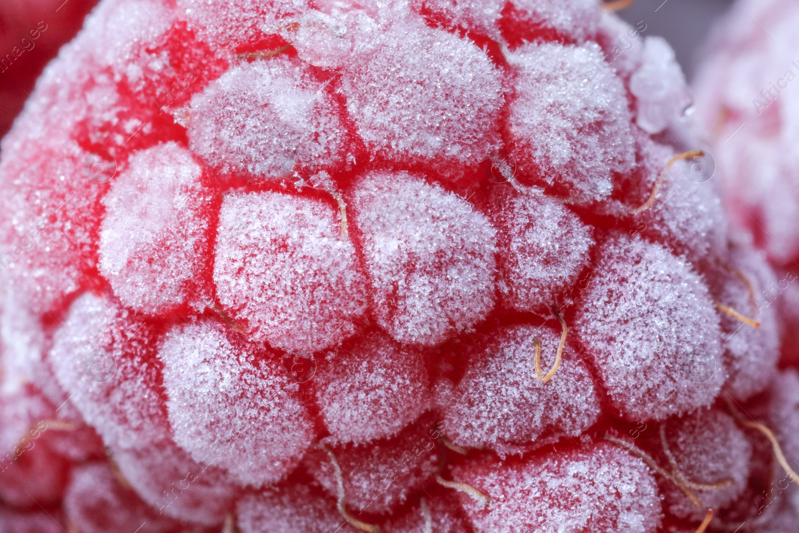 Photo of Texture of frozen ripe raspberry, macro view