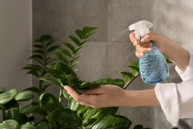 Photo of Woman spraying water onto houseplant at home, closeup