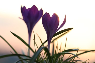 Fresh purple crocus flowers growing in spring morning