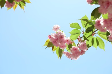 Photo of Beautiful sakura tree with pink flowers against blue sky