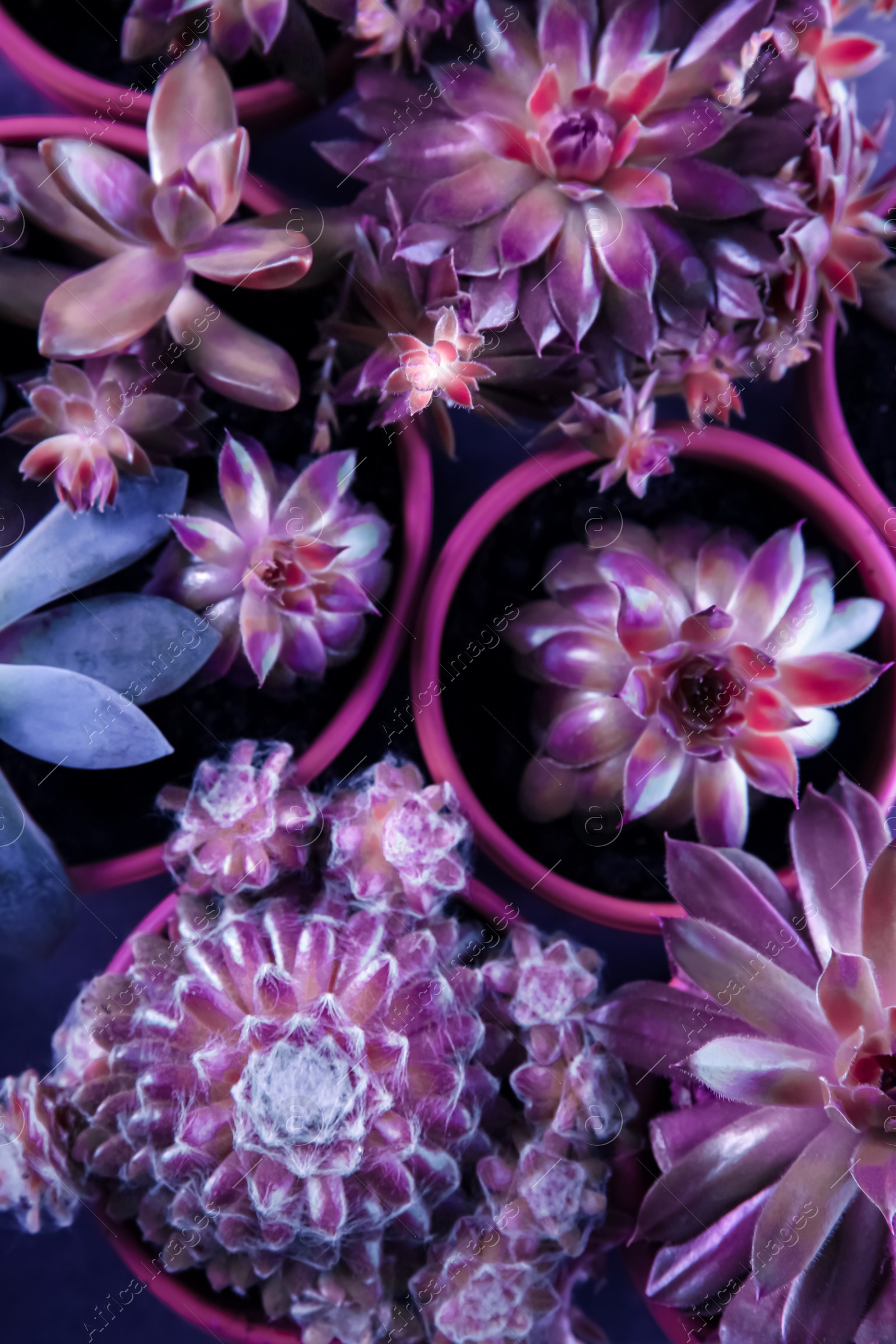 Image of Many different echeverias on table, flat lay. Beautiful succulent plants