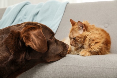 Photo of Cat and dog together on sofa indoors. Fluffy friends