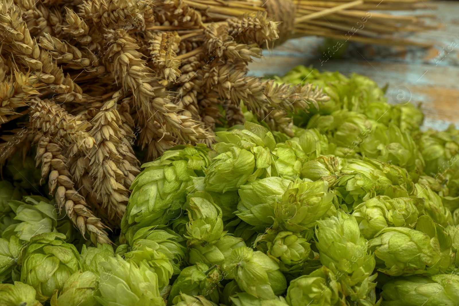 Photo of Fresh green hops and spikes on table, closeup