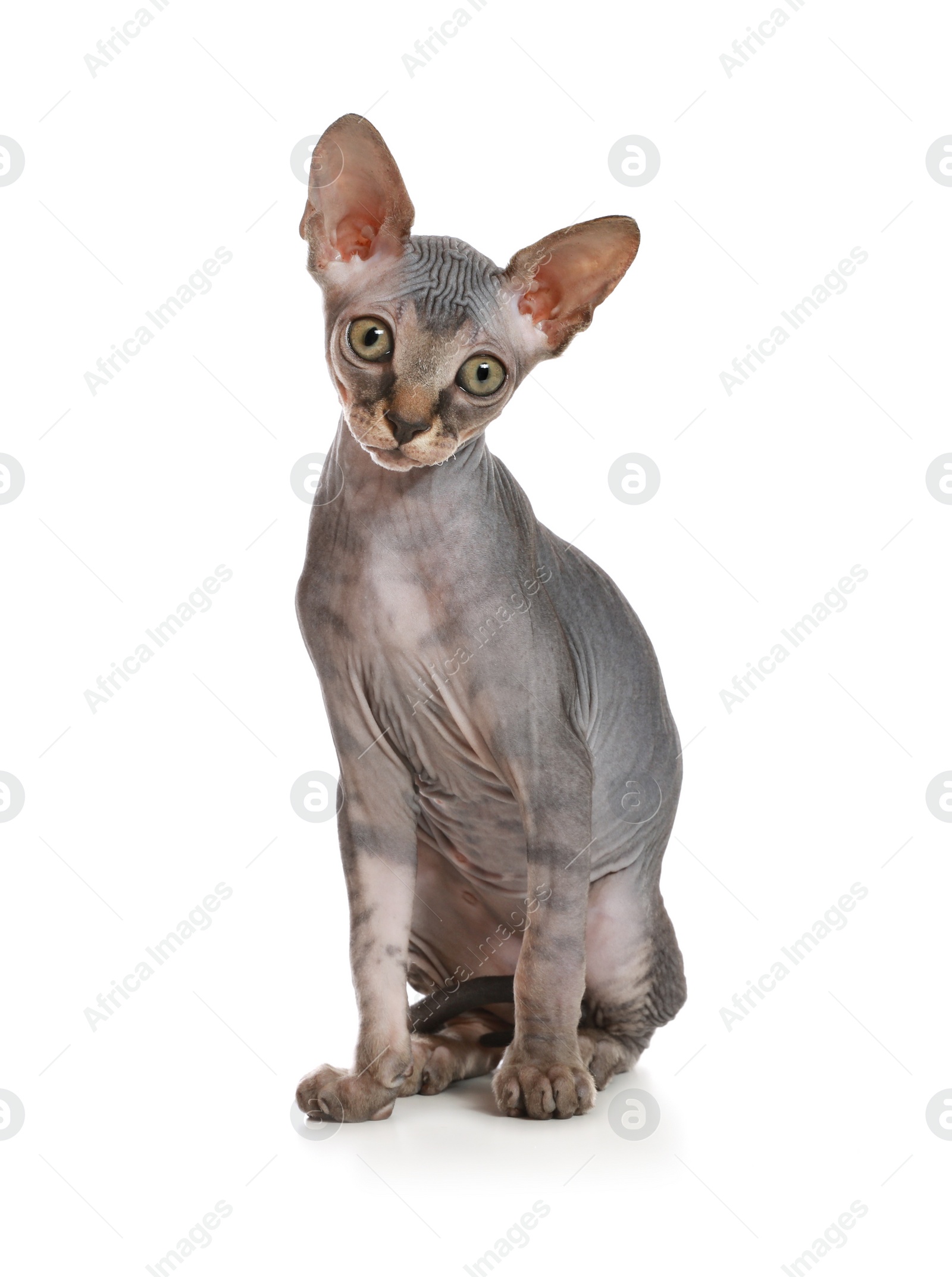 Photo of Adorable Sphynx kitten on white background. Baby animal