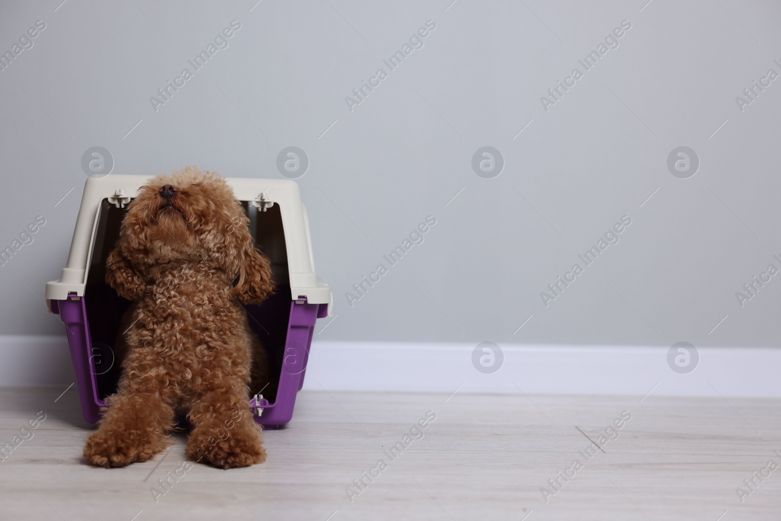 Photo of Travel with pet. Fluffy dog in carrier on floor indoors, space for text