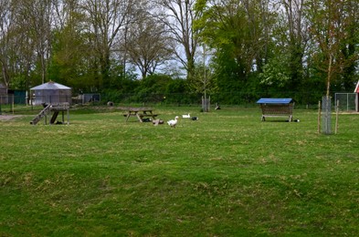 Geese and ducks on green lawn at farm