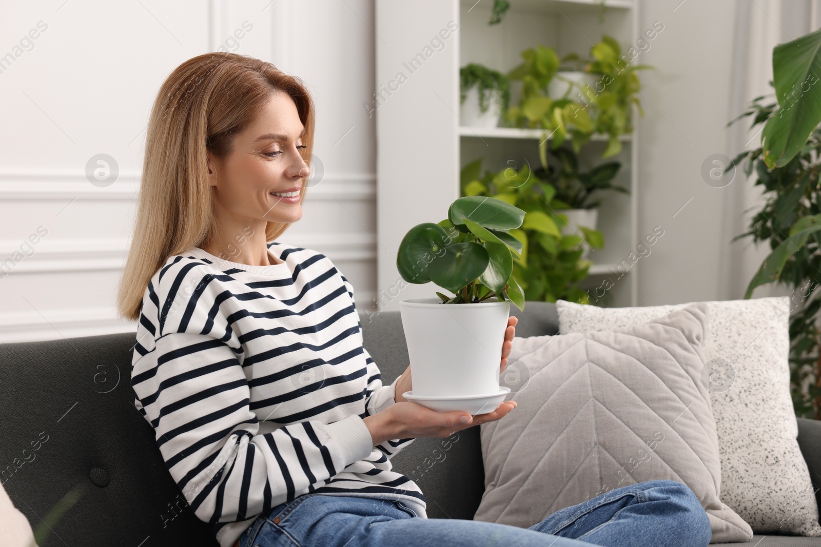 Photo of Woman holding pot with beautiful peperomia plant on sofa at home