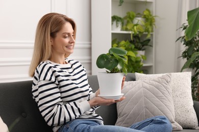 Photo of Woman holding pot with beautiful peperomia plant on sofa at home