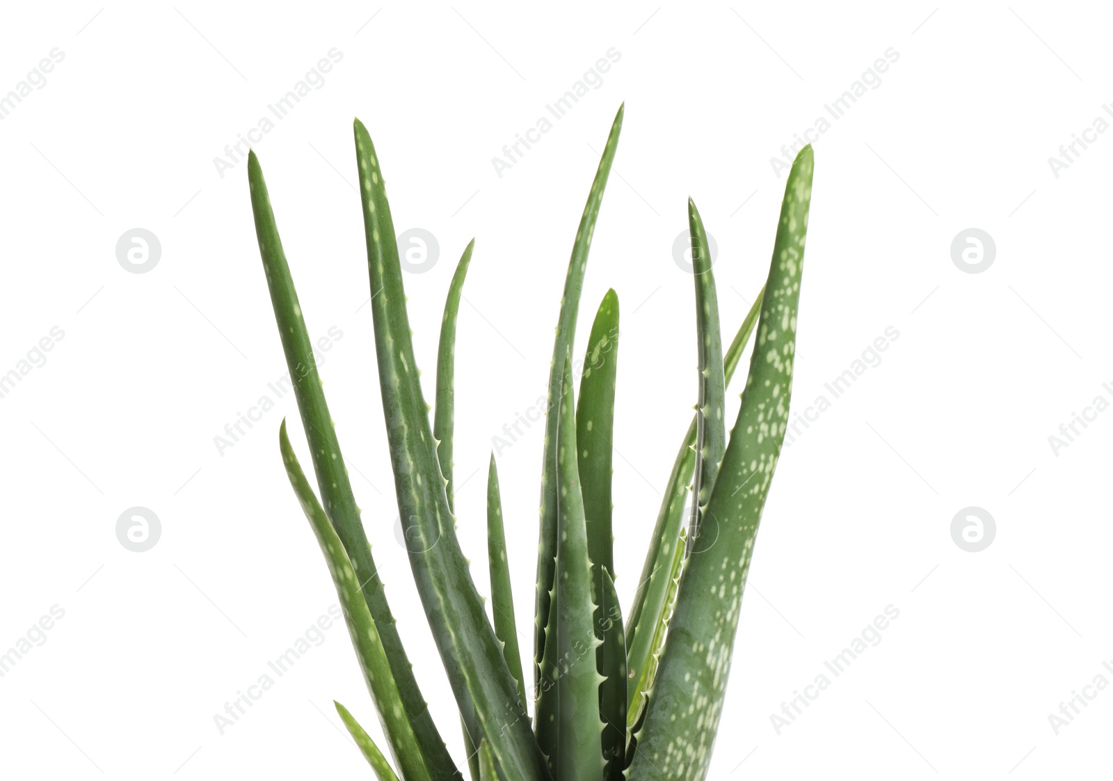 Photo of Leaves of aloe vera isolated on white