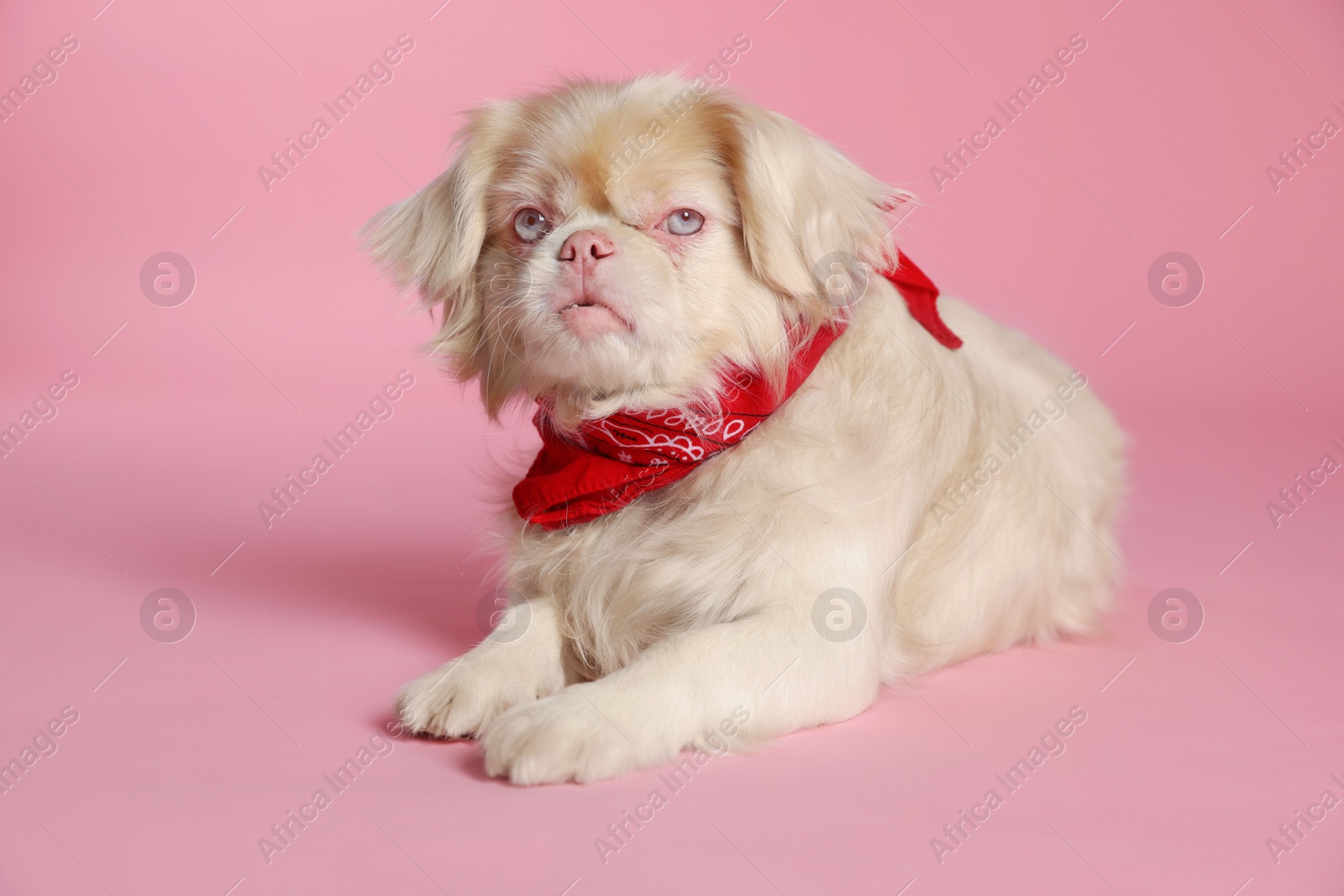 Photo of Cute Pekingese dog with bandana on pink background