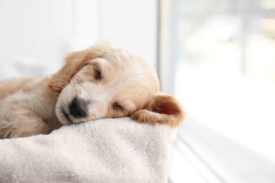 Photo of Cute English Cocker Spaniel puppy sleeping on soft plaid. Space for text