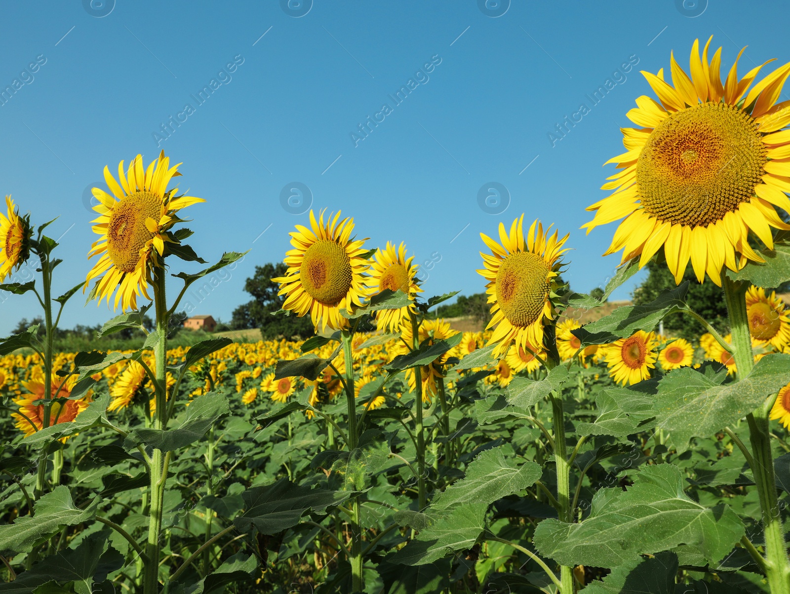 Photo of Sunflowers growing in field under blue sky