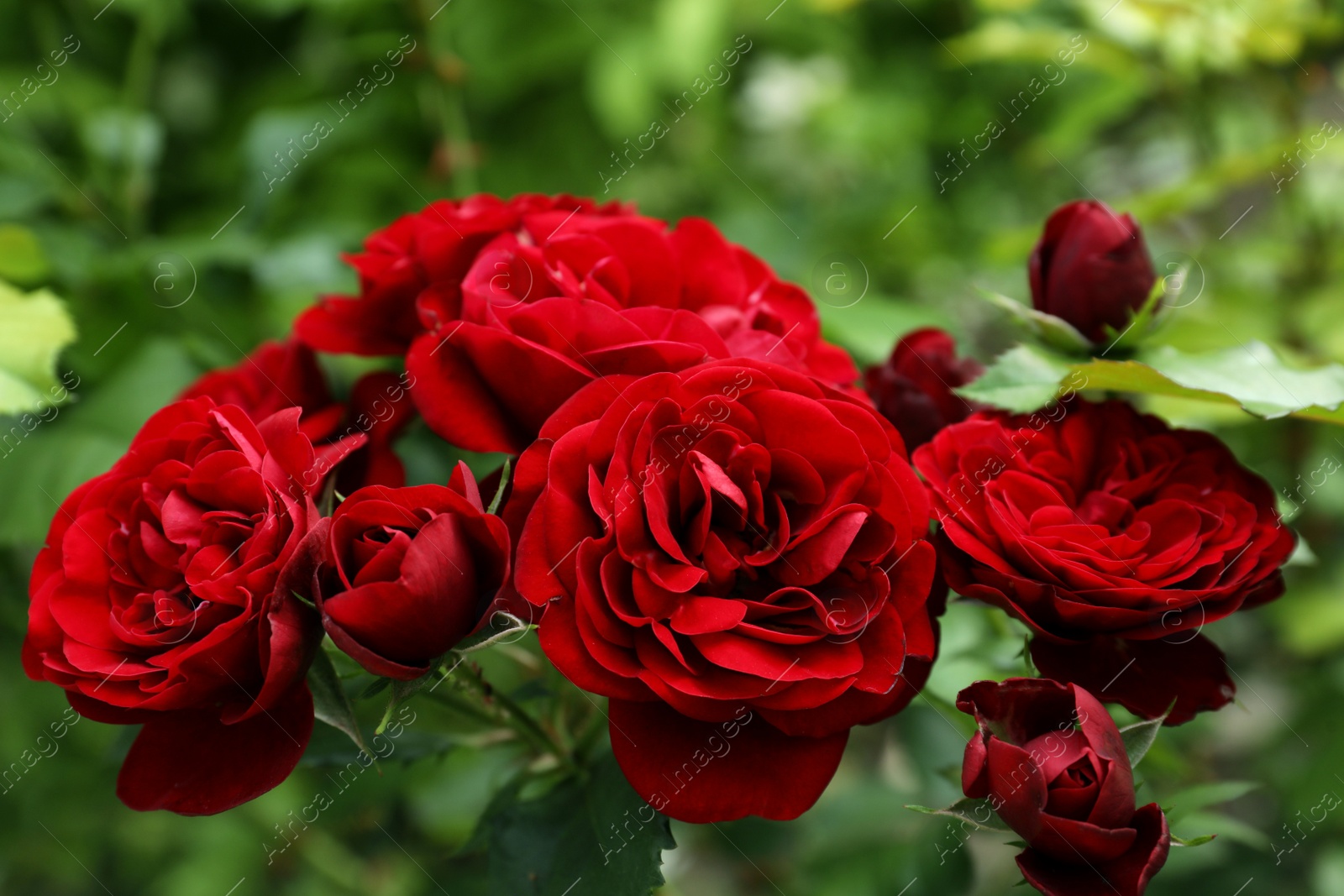 Photo of Beautiful blooming red roses on bush outdoors, closeup