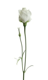 Photo of Beautiful Eustoma flower on white background