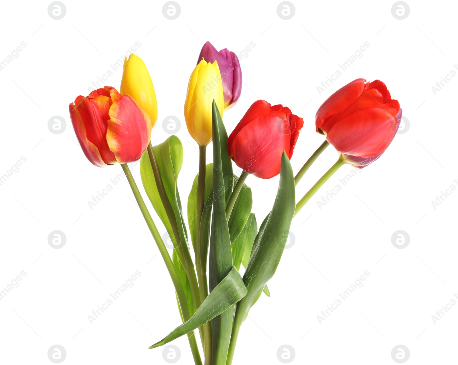 Photo of Beautiful bright tulips on white background. Spring flowers