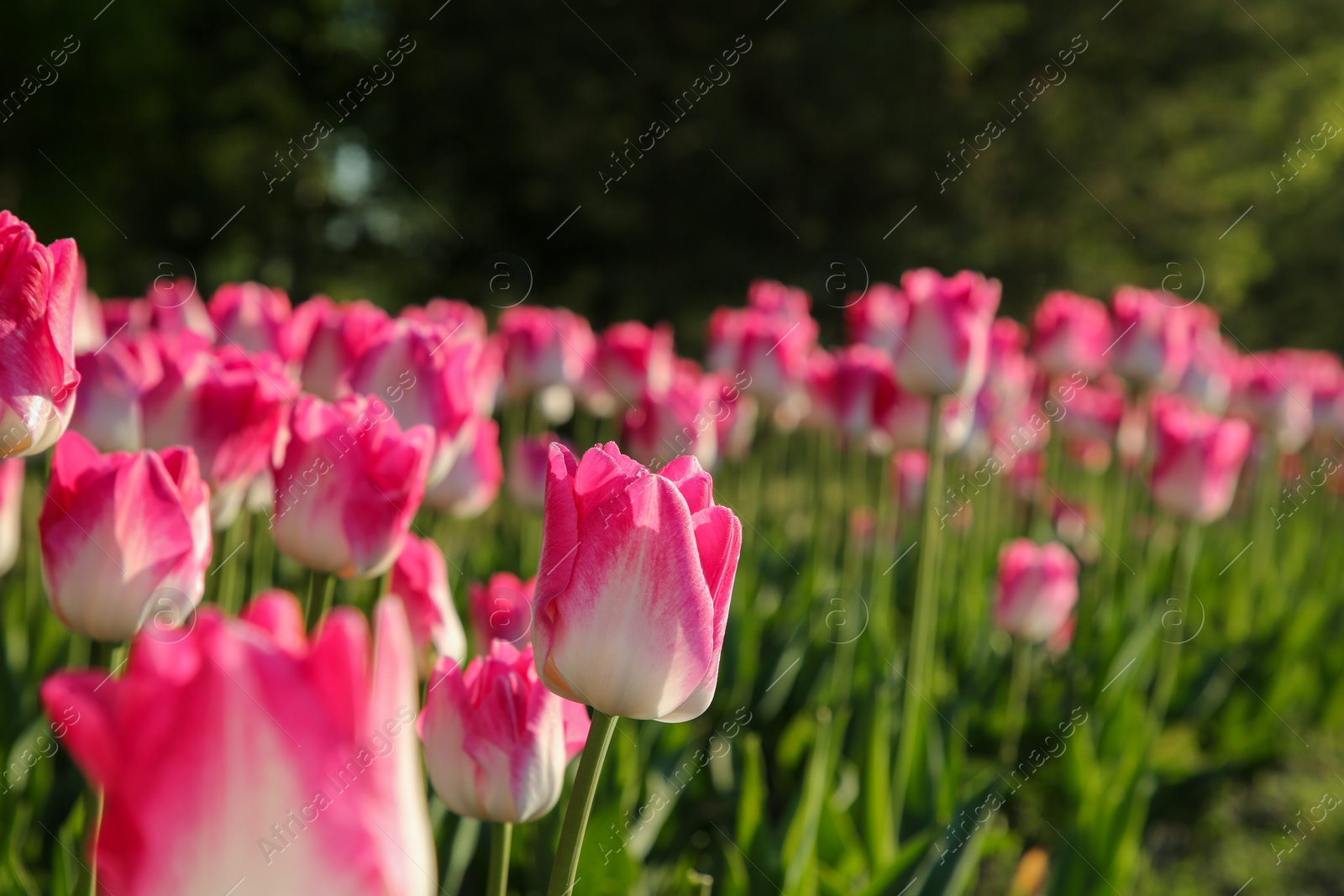 Photo of Beautiful pink tulip flowers growing in field on sunny day, selective focus