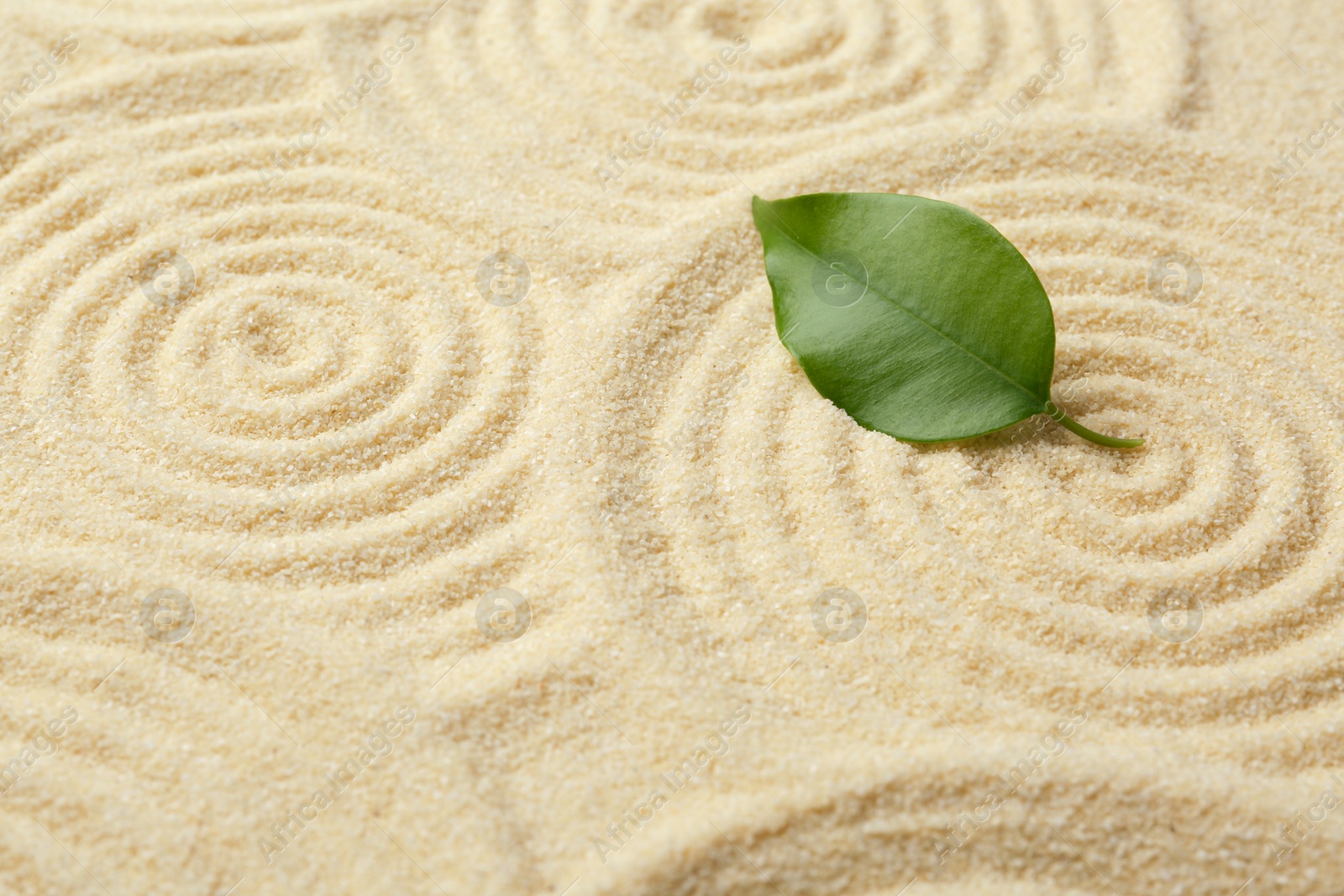 Photo of Zen rock garden. Circle patterns and green leaf on beige sand, closeup