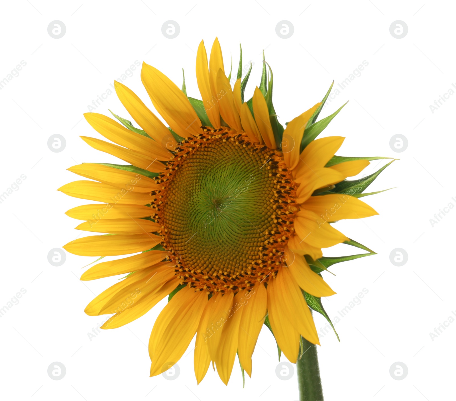 Photo of Beautiful bright blooming sunflower isolated on white