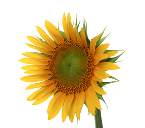 Photo of Beautiful bright blooming sunflower isolated on white