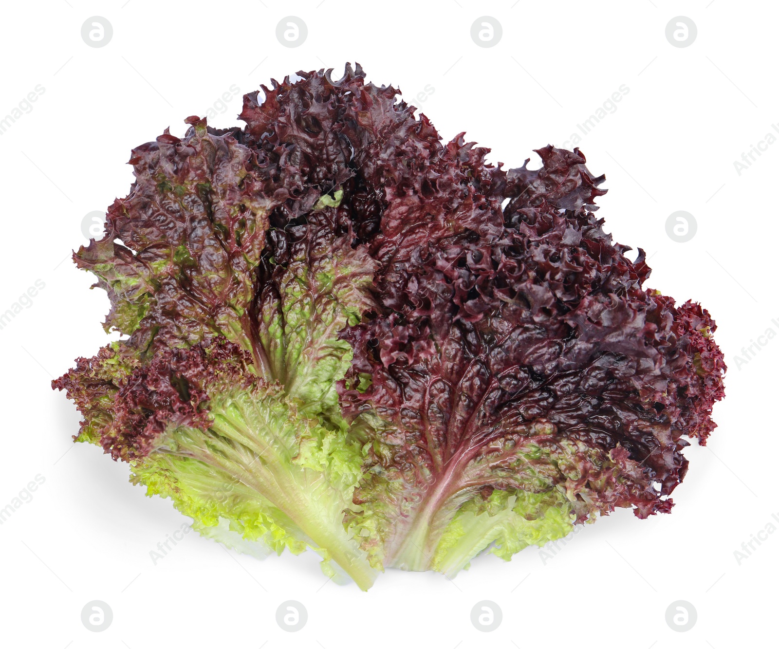 Photo of Leaves of fresh red coral lettuce isolated on white, top view