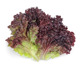 Leaves of fresh red coral lettuce isolated on white, top view