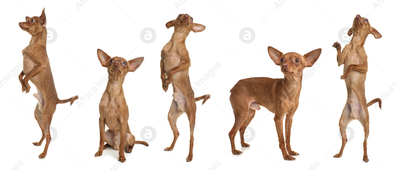 Image of Collage with photos of cute dog on white background. Banner design