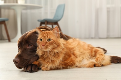 Photo of Cat and dog together on floor indoors. Fluffy friends