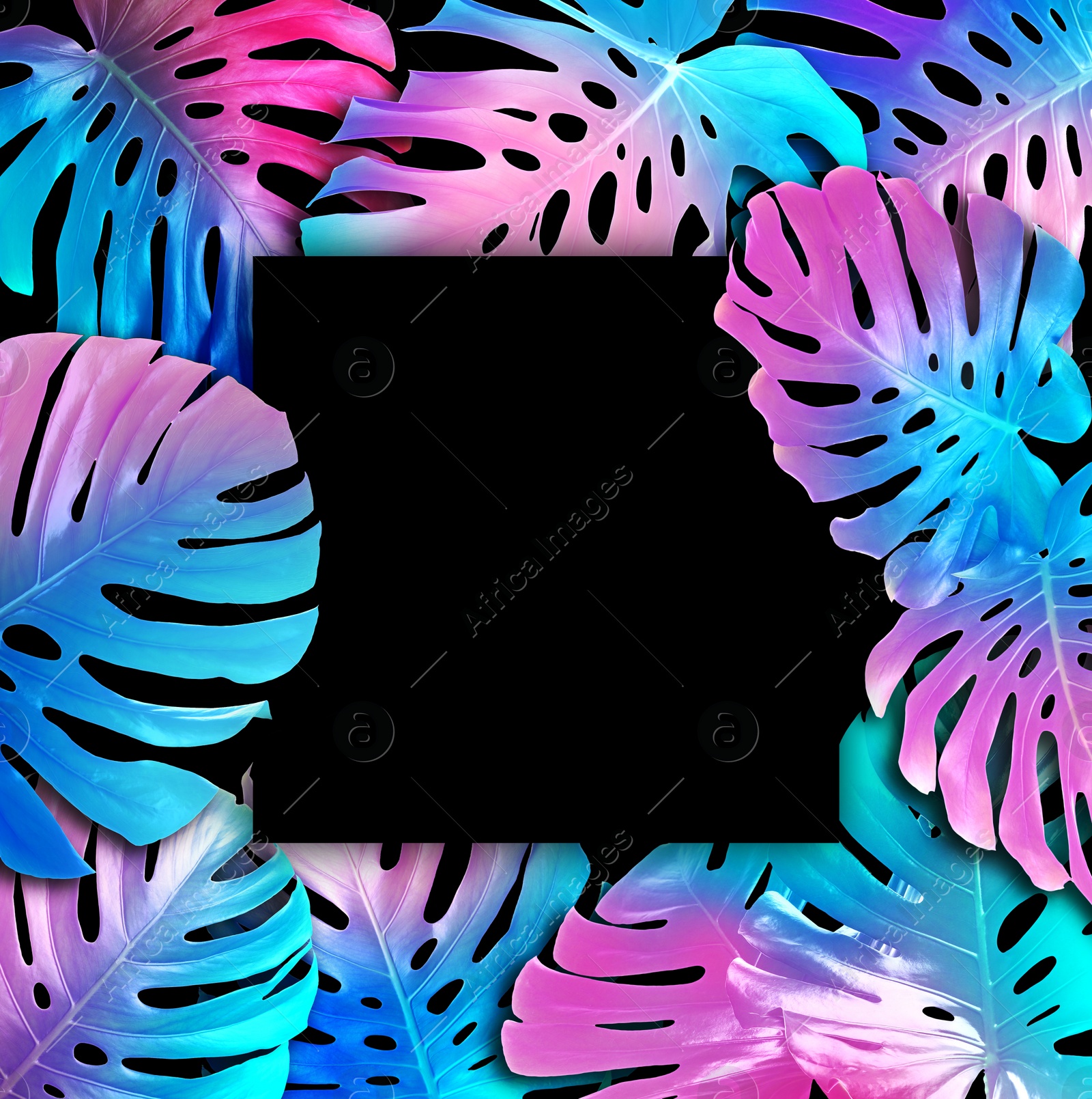 Image of Tropical monstera leaves in neon colors and blank black card. Space for text