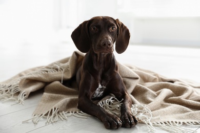 Photo of Adorable dog under plaid on floor indoors