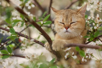 Photo of Cute cat among blossoming spring tree branches outdoors