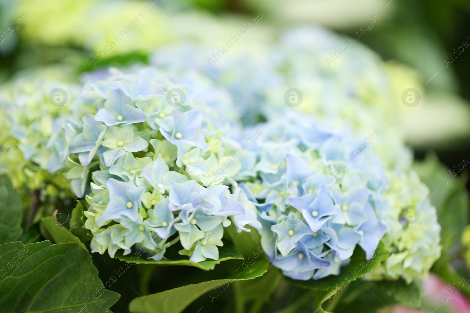 Photo of Beautiful blue hydrangea flowers, closeup. Tropical plant