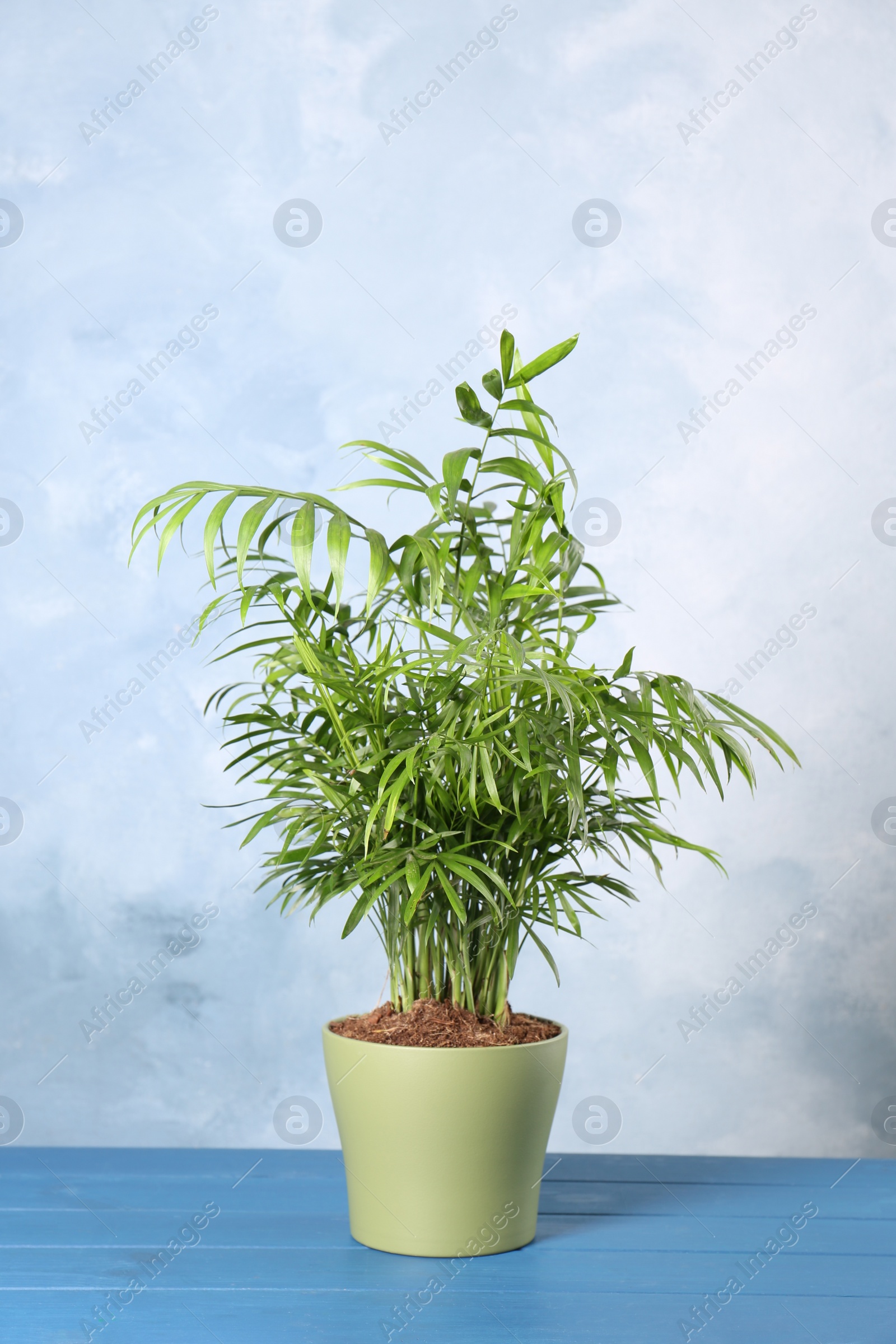 Photo of Beautiful green houseplant in pot on light blue wooden table
