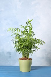 Beautiful green houseplant in pot on light blue wooden table