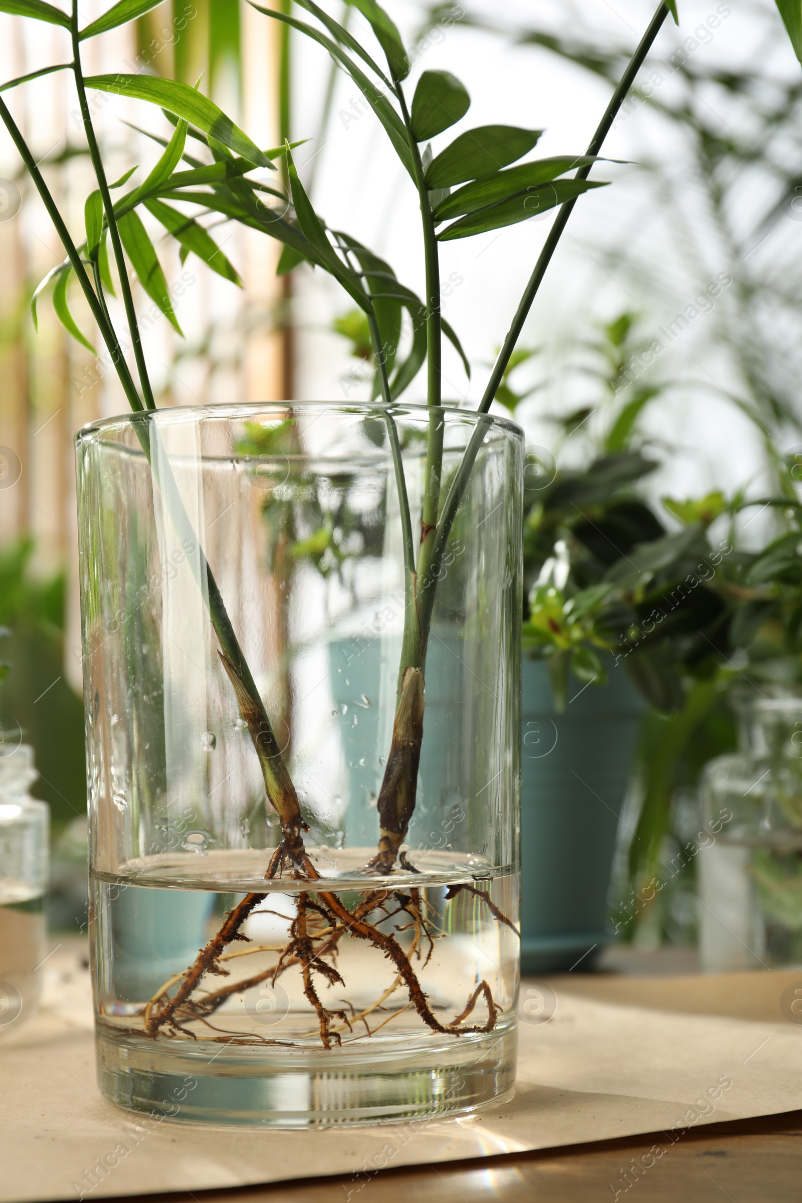 Photo of Exotic house plant in water on wooden table, closeup