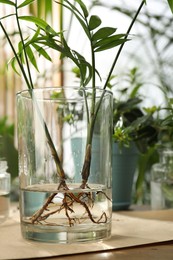 Exotic house plant in water on wooden table, closeup