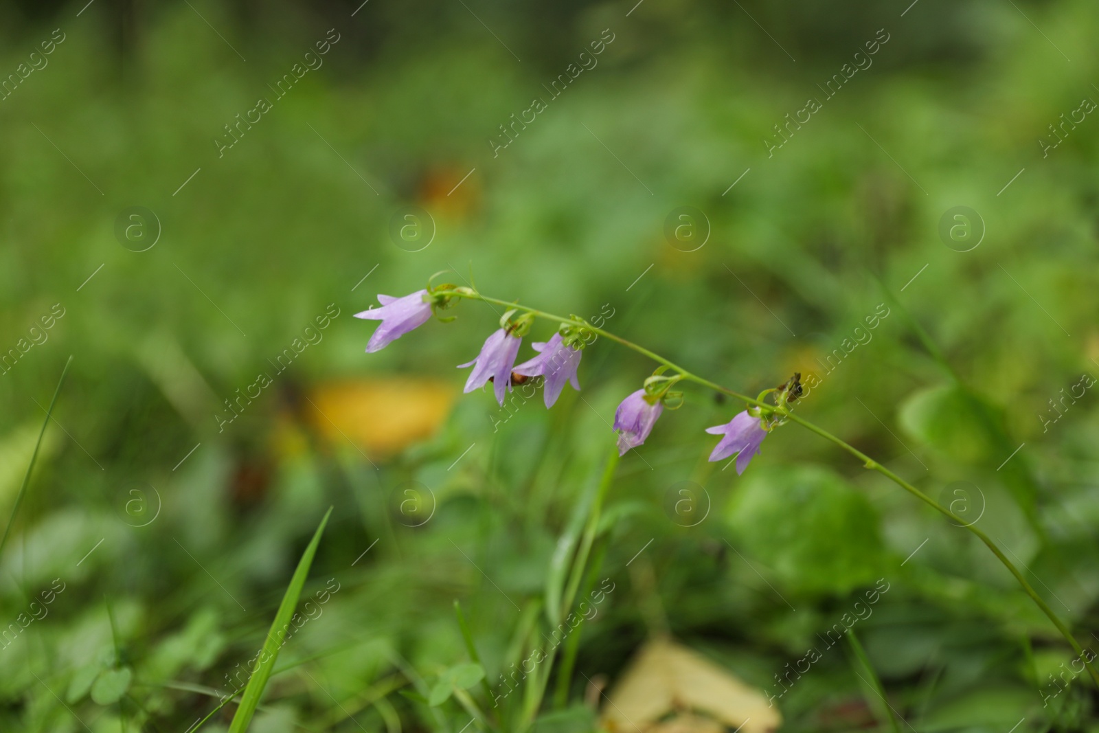 Photo of Green meadow with blooming wild flowers, closeup