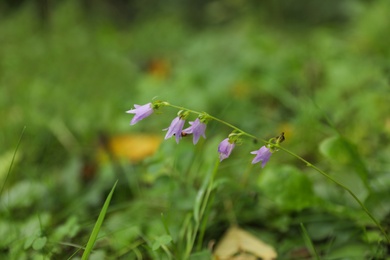 Photo of Green meadow with blooming wild flowers, closeup