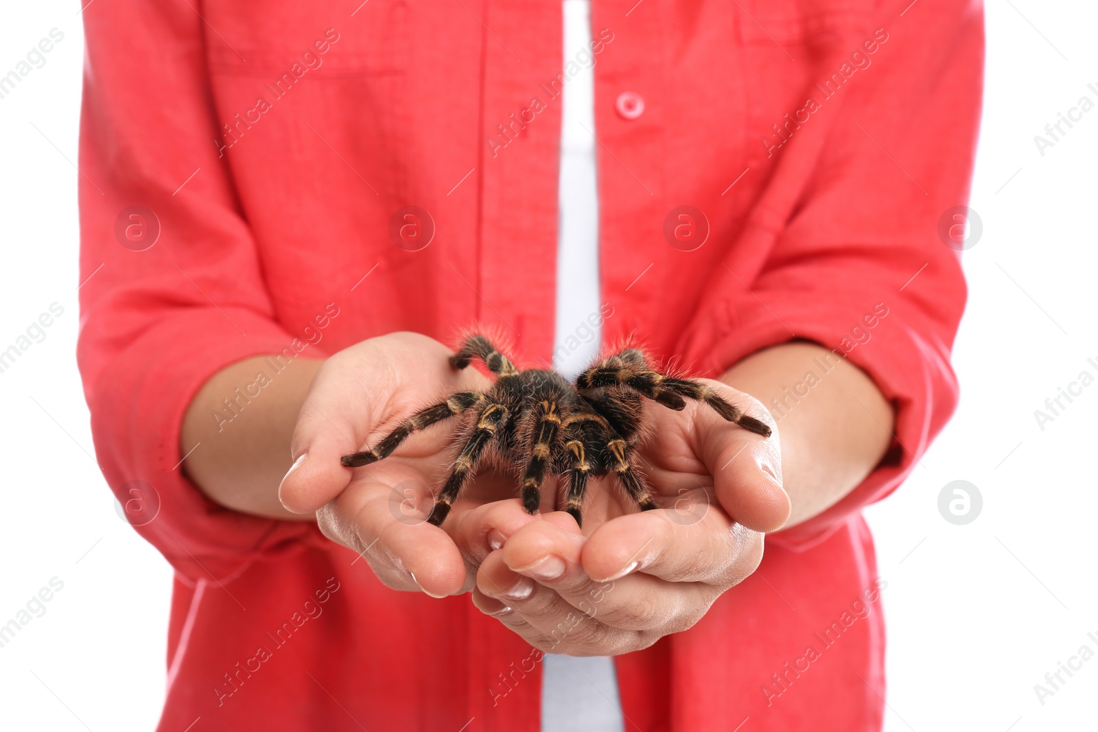 Photo of Woman holding striped knee tarantula on white background, closeup