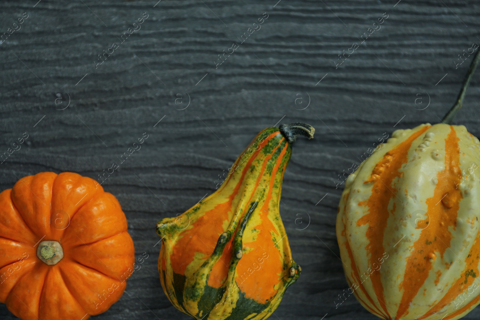 Photo of Many different pumpkins on wooden table, flat lay. Space for text