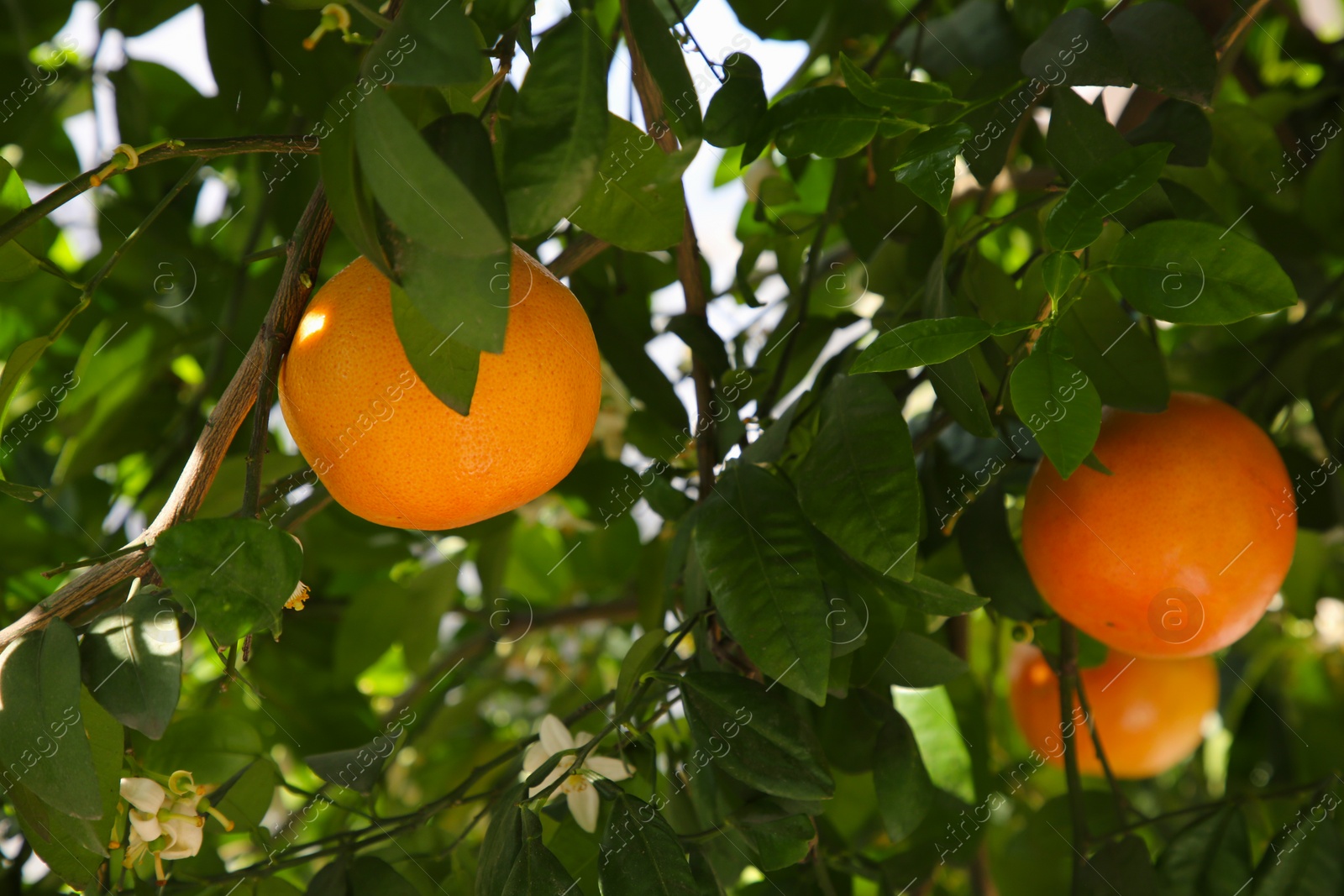 Photo of Fresh ripe grapefruits growing on tree outdoors