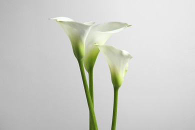 Beautiful calla lily flowers on white background