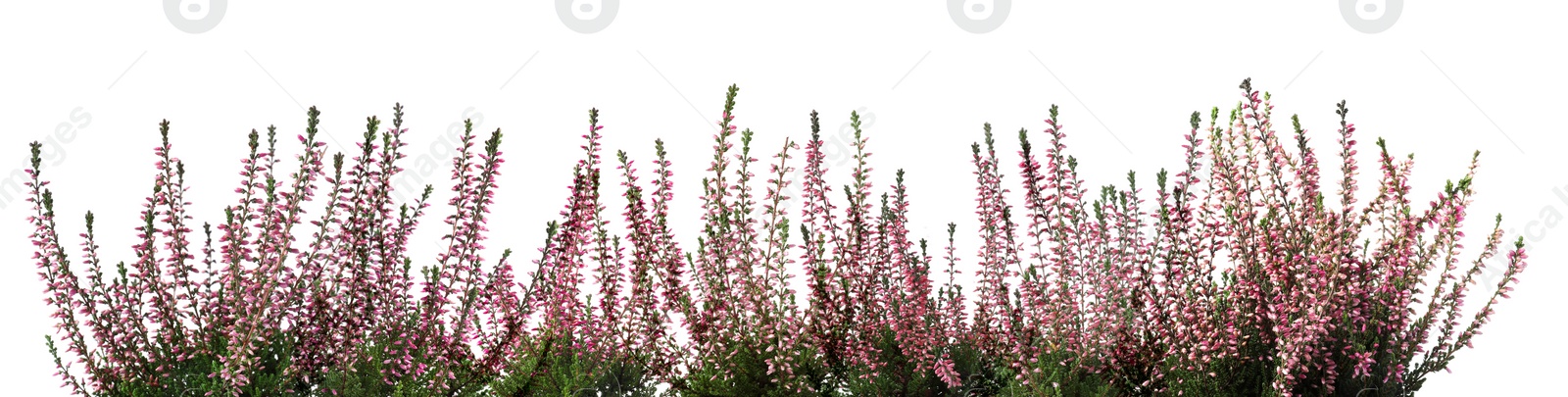 Image of Heather with beautiful flowers on white background. Banner design