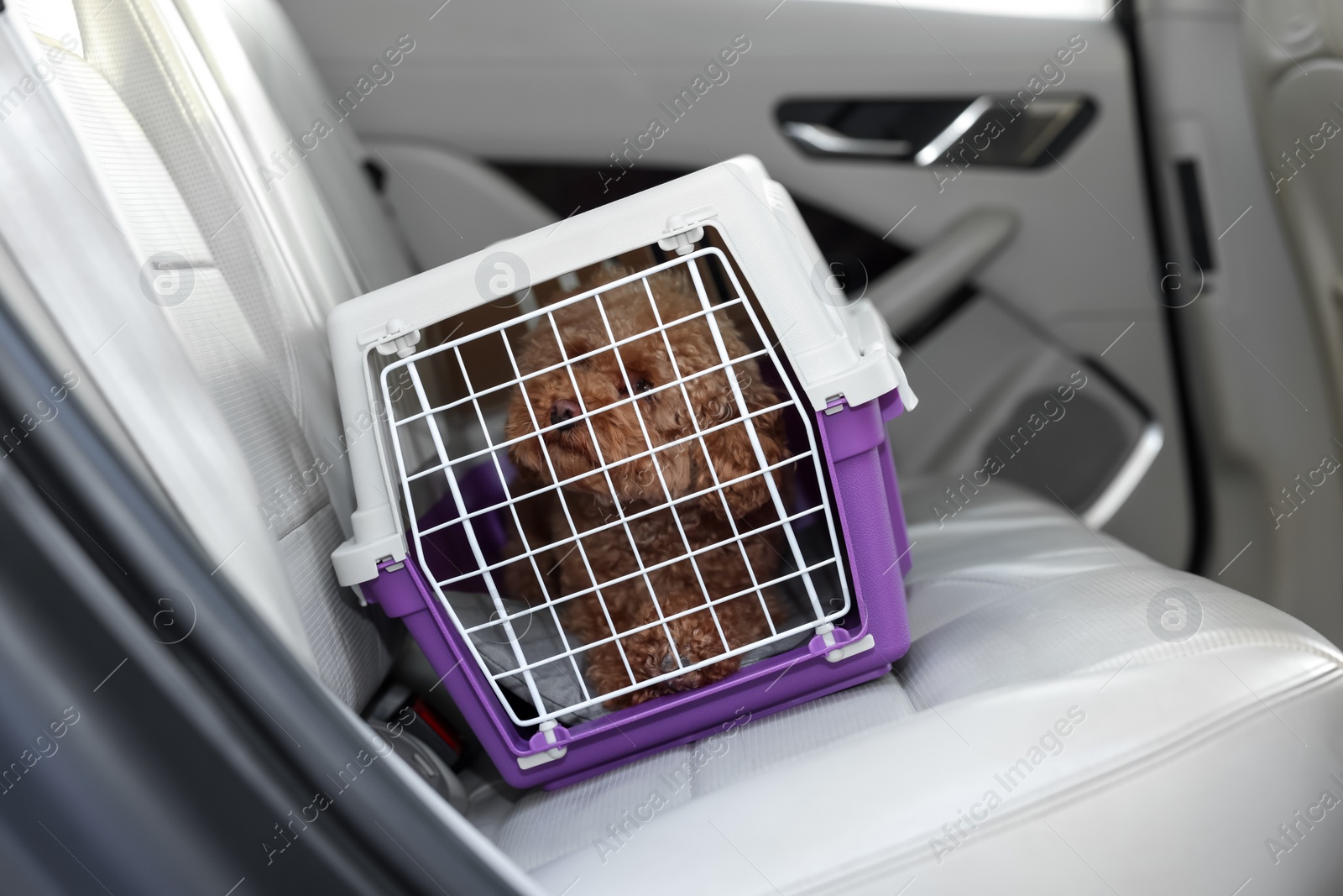 Photo of Cute dog in pet carrier travelling by car