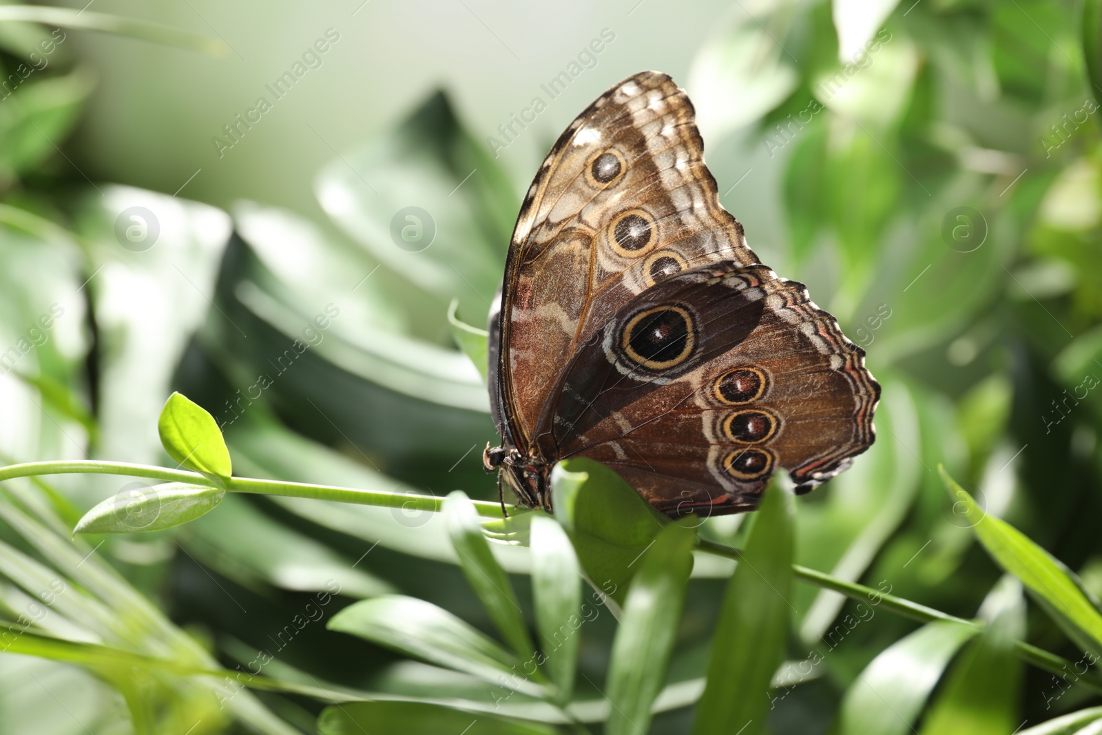 Photo of Beautiful common morpho butterfly on green plant in garden