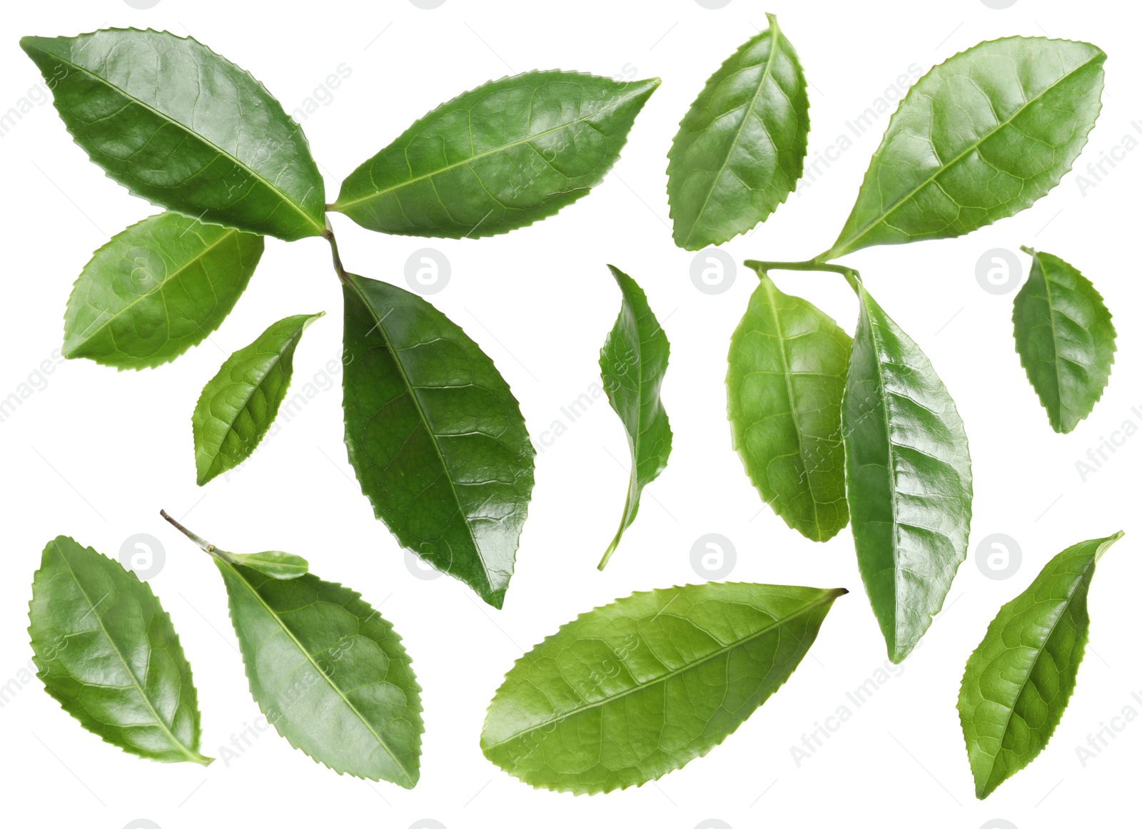 Image of Set with fresh green leaves on white background