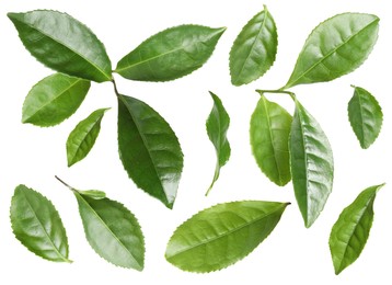 Set with fresh green leaves on white background