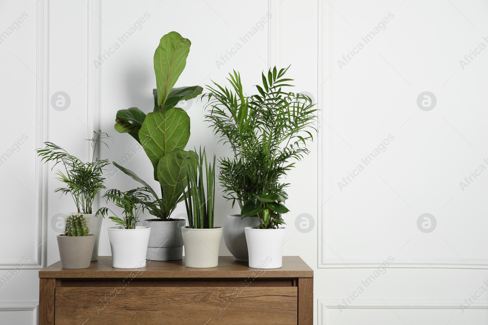 Photo of Many different houseplants in pots on wooden table near white wall, space for text