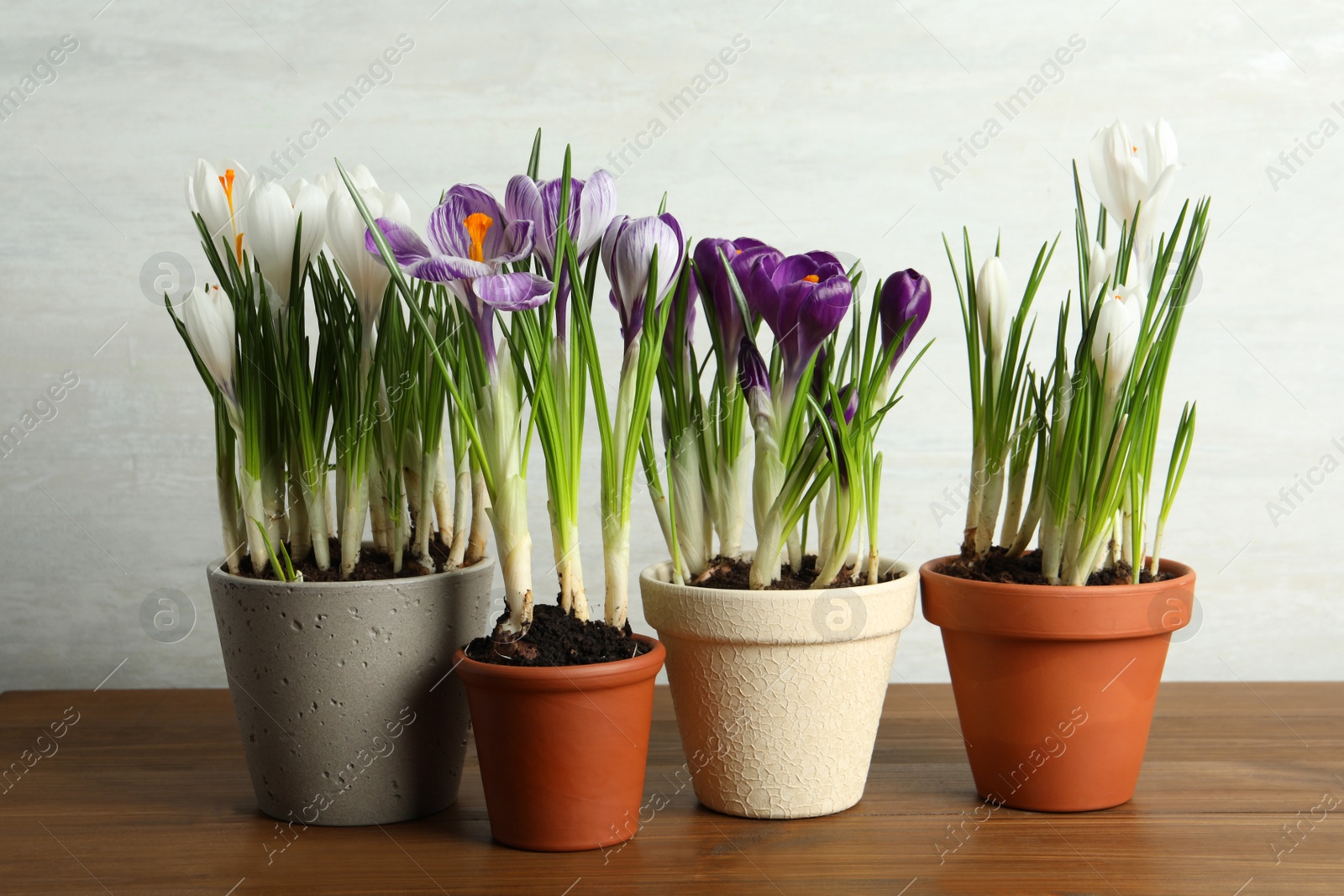 Photo of Different flowers in ceramic pots on wooden table